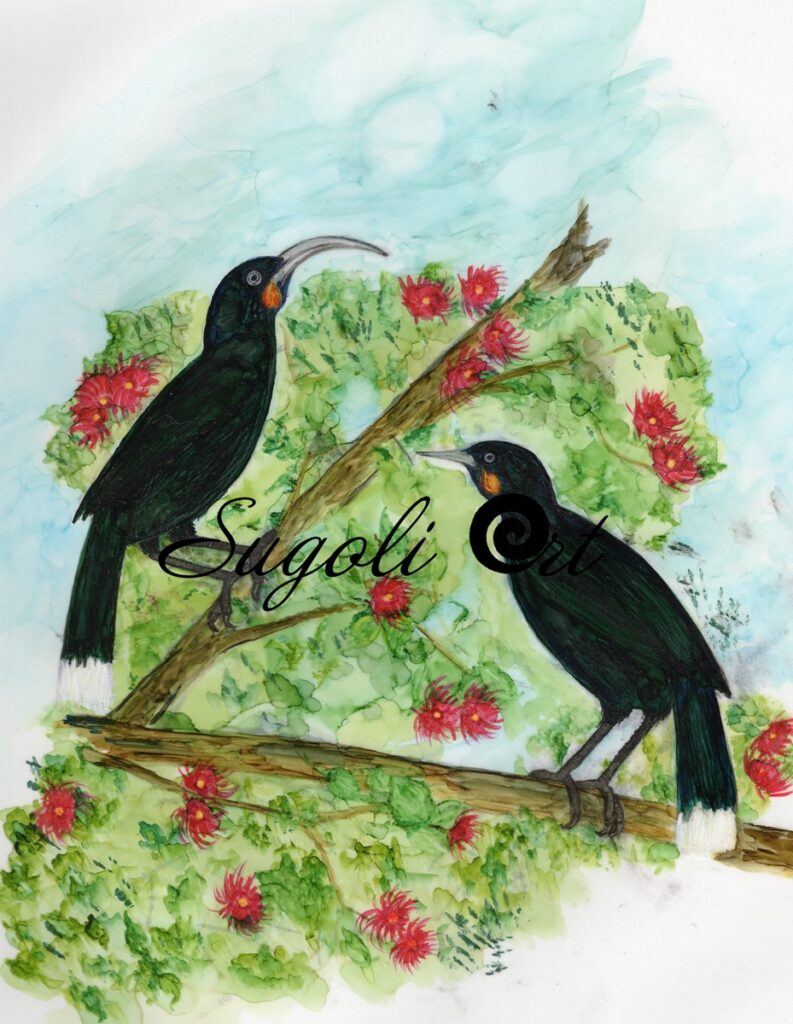 The Huia Print